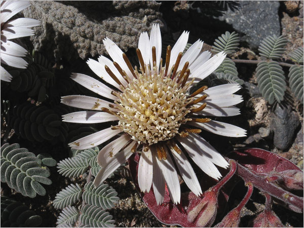 Download 1600x1200 Pixel