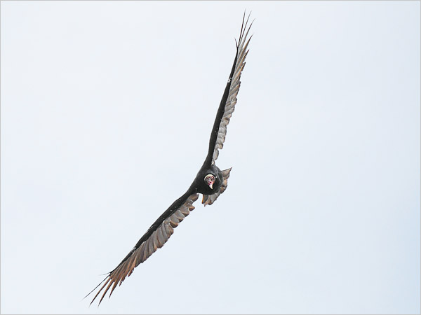 Download 1920x1200 Pixel